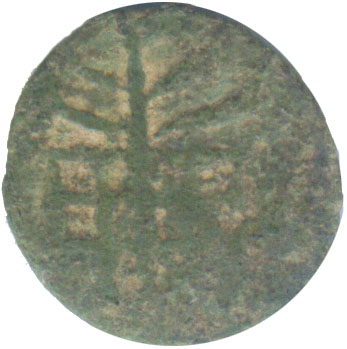 tree12c5bp_lsva_obverse