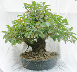 Bonsai Banyan